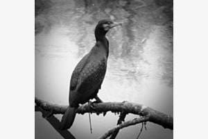 Kormoran