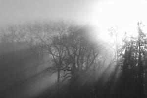 Morgennebel in den englischen Anlagen Morgennebel in den englischen Anlagen
