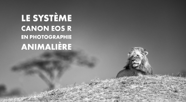 Le système EOS R en Photographie animalière