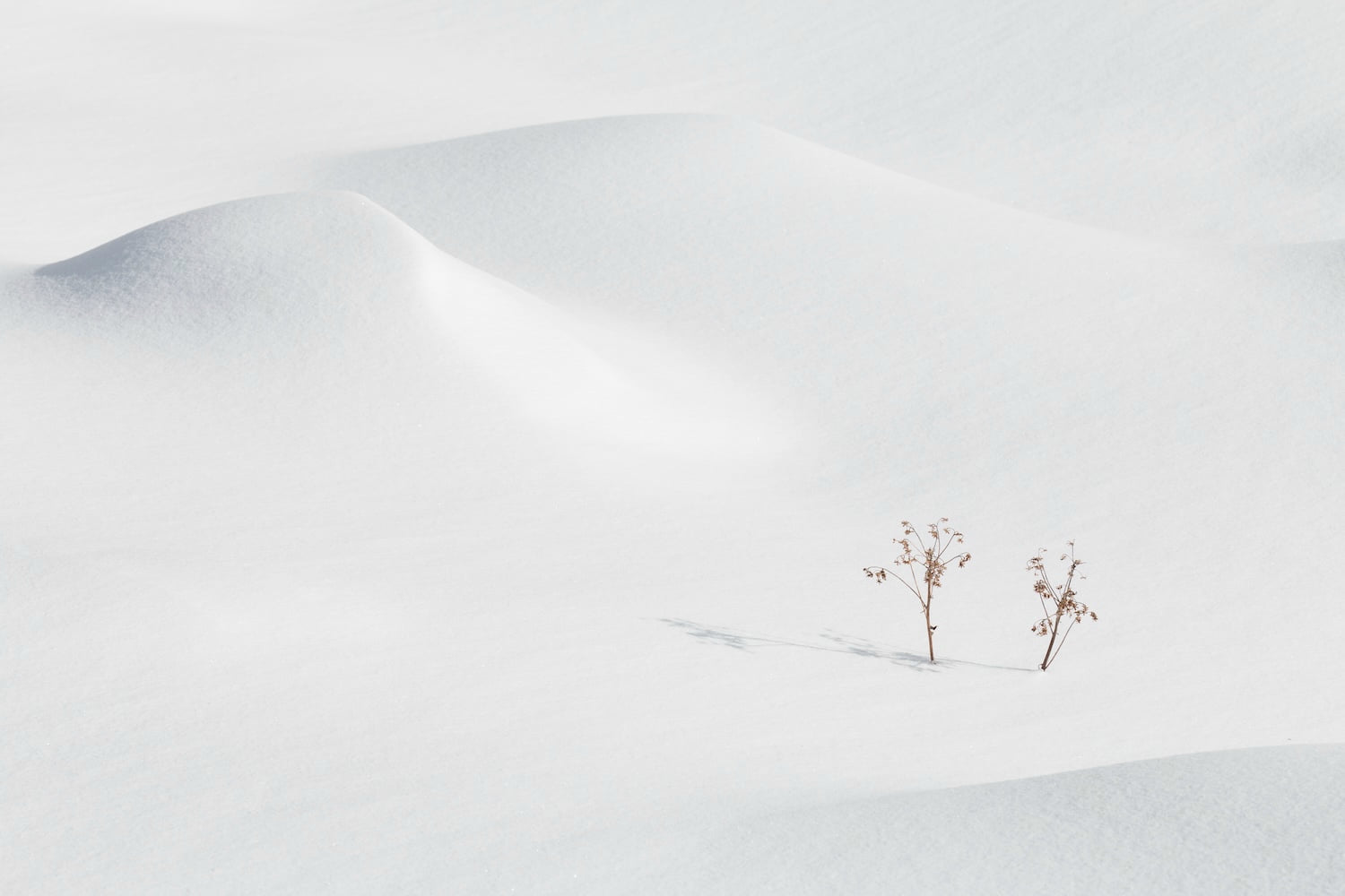 Daniela Irmler – "Stille"