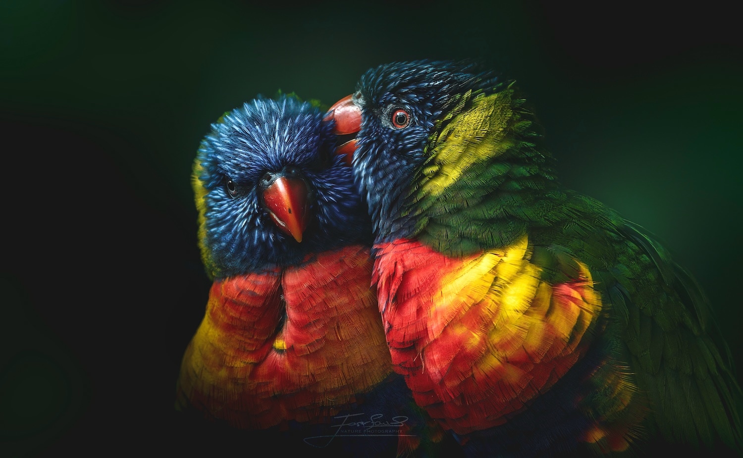 Stepan Safranek – "Colours of Love"