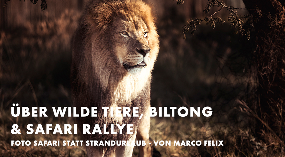 Über wilde Tiere, Biltong und Safari Rallye