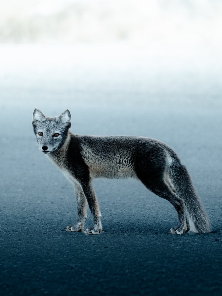 Polarfuchs in Longyearbyen