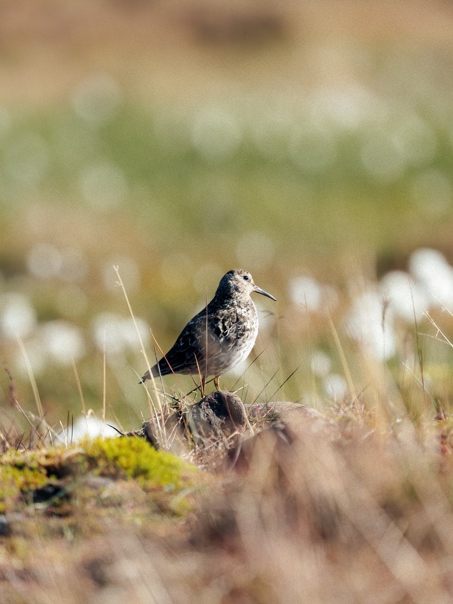 Vogel in der arktischen Tundra