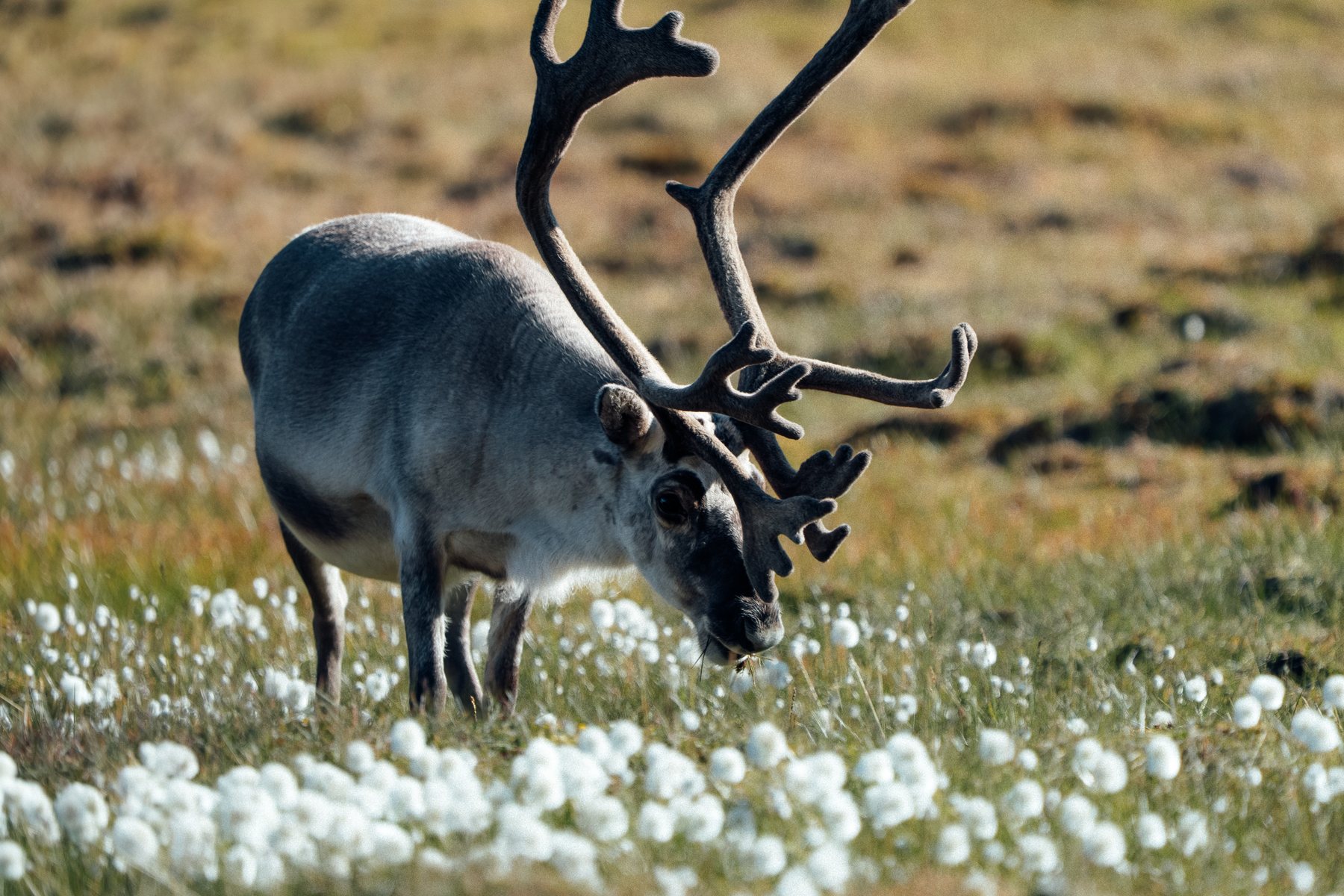 Rentier in der Tundra bei 600 mm